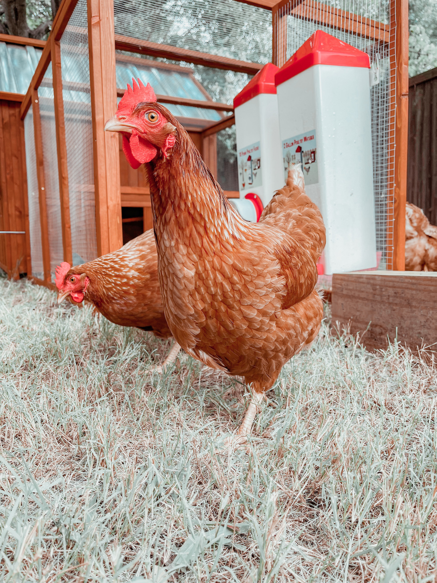 Everything You Should Know About Having Backyard Chickens in the City ...